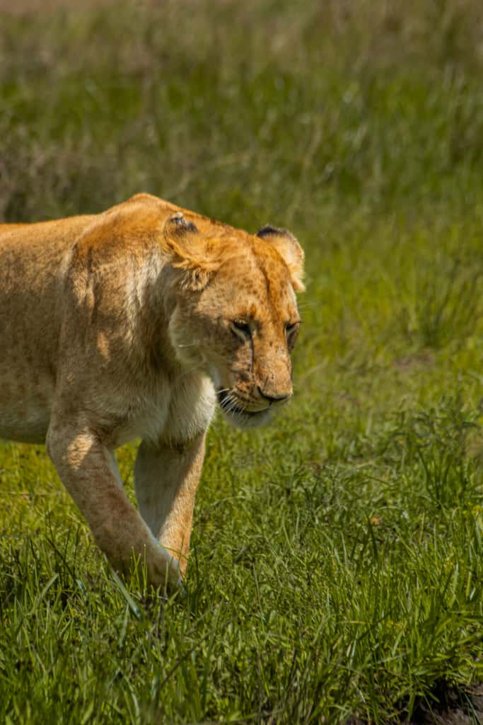 Kenya Safari vs Tanzania Safari: Which Is Better for You?