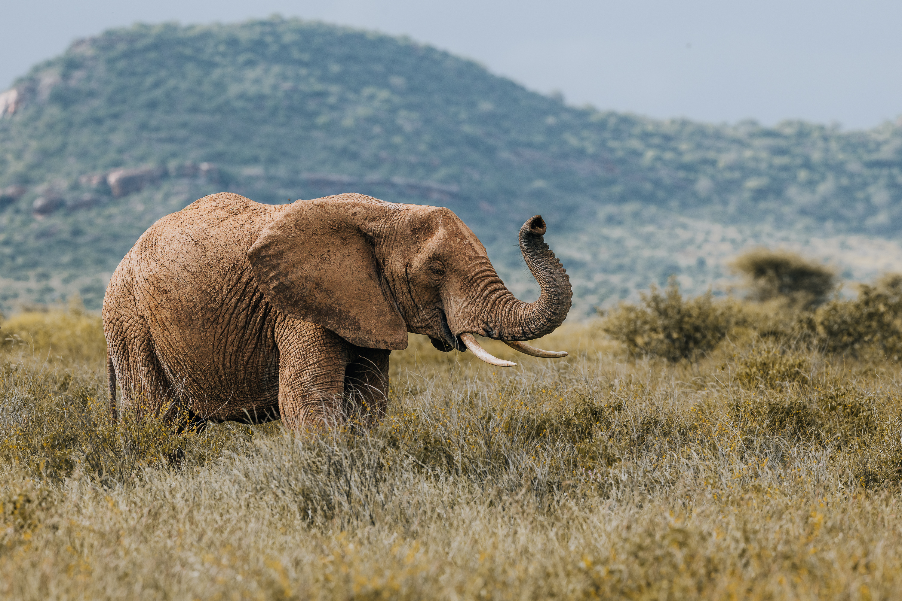 Maasai Mara Safari Guide: Best Time to Go, Costs & Where to Stay