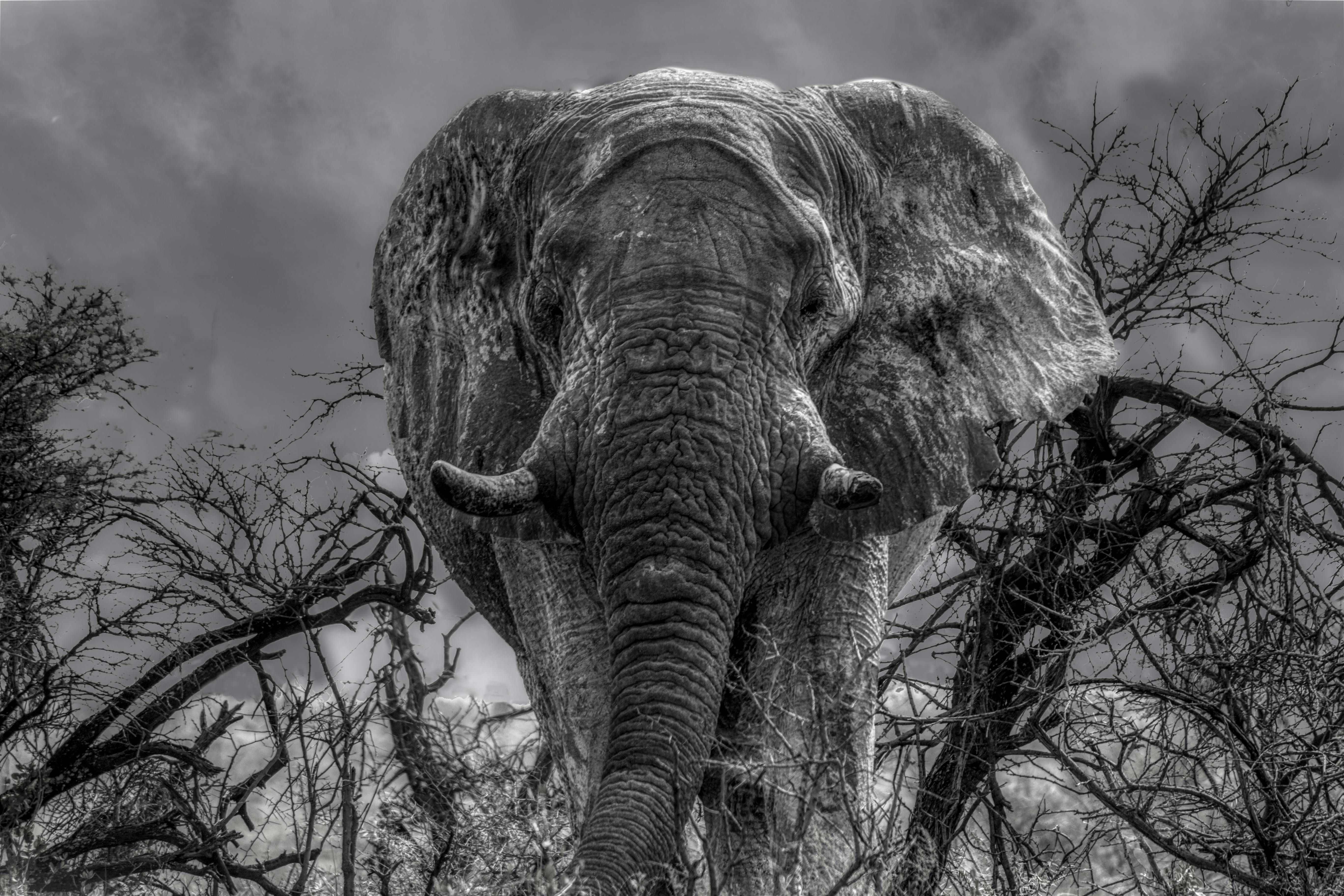 7 Best Places to See Elephants in Kenya: A Complete Safari Guide