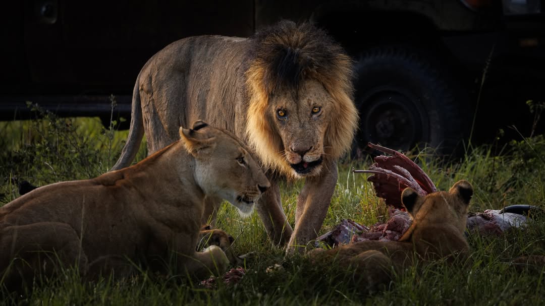 Things to Do in Kenya: The Ultimate Guide for First-Time & Returning Travelers