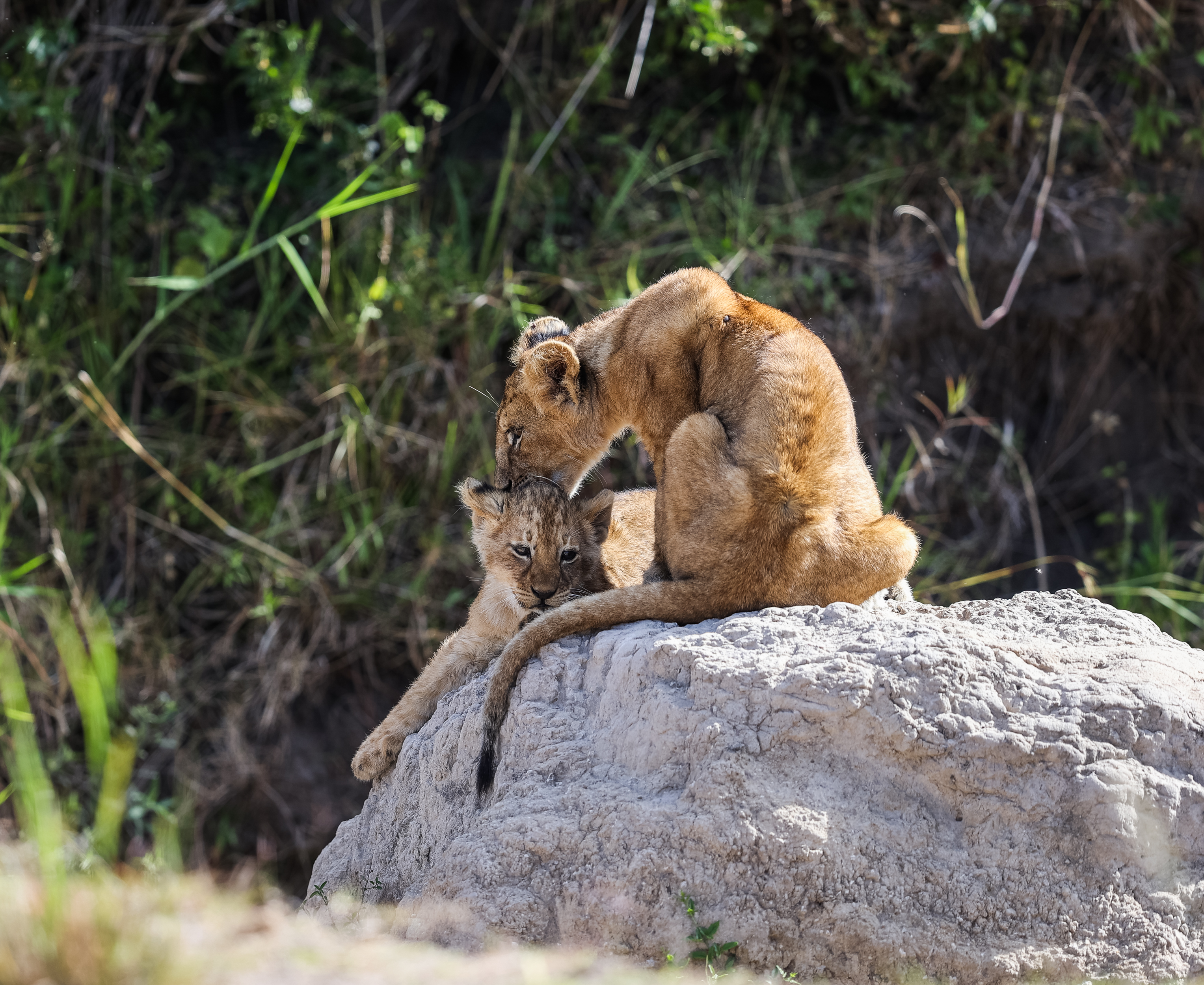 Top 10 Best African Safaris | Budget, Midrange & Luxury