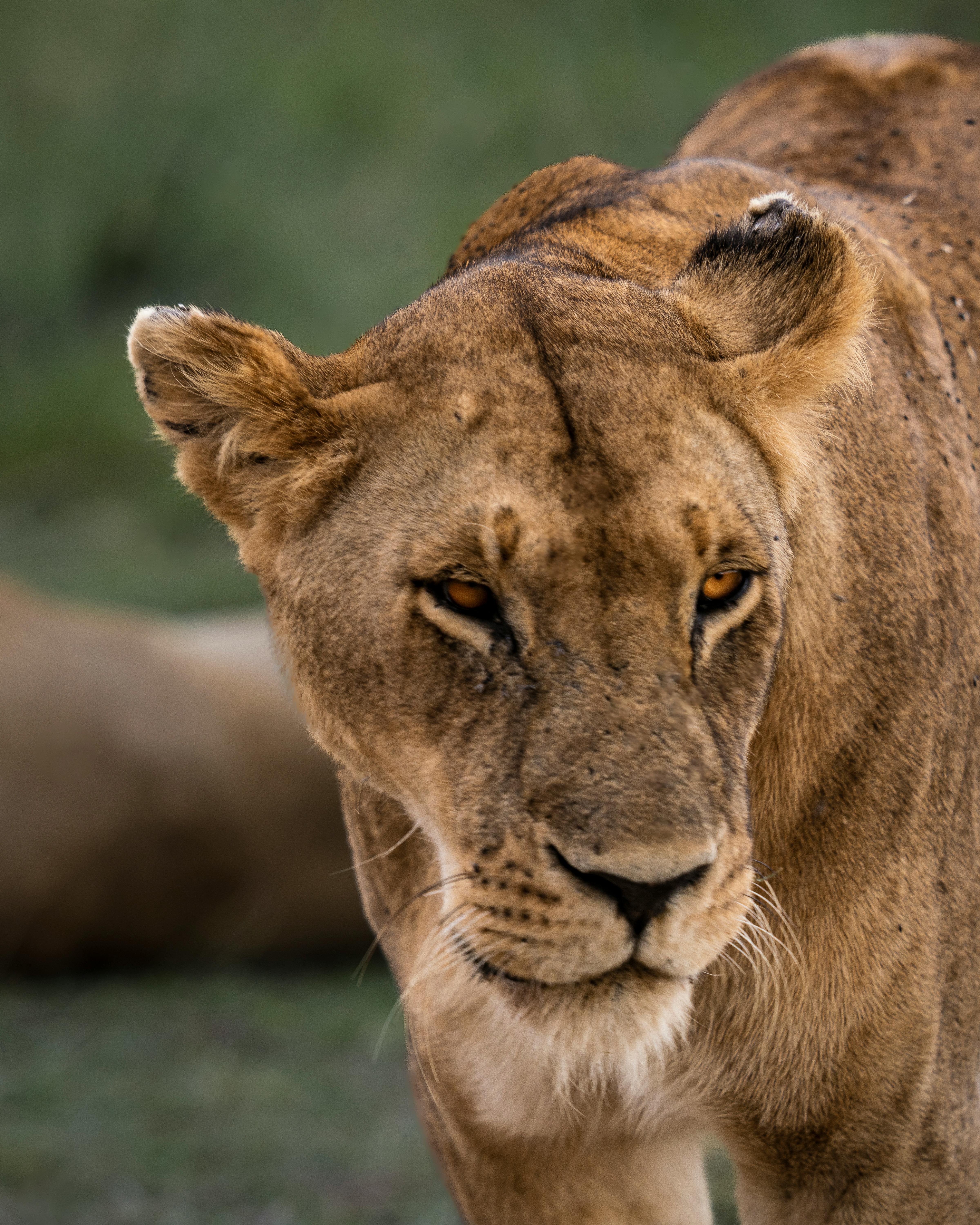 Kenya Safari Cost Breakdown 2026