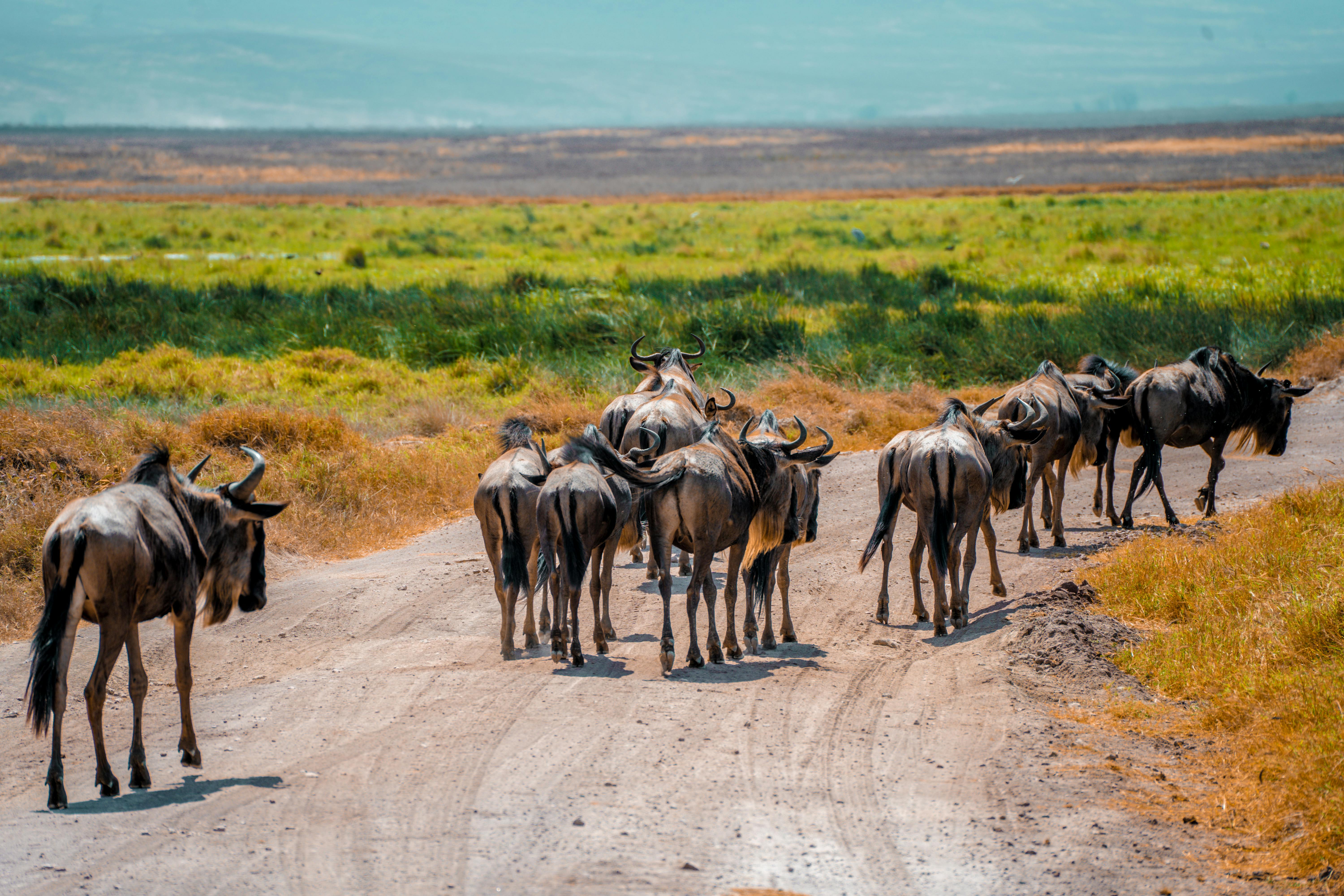 The Ultimate Kenya & Tanzania Safari Guide: How to Combine Both Destinations Seamlessly