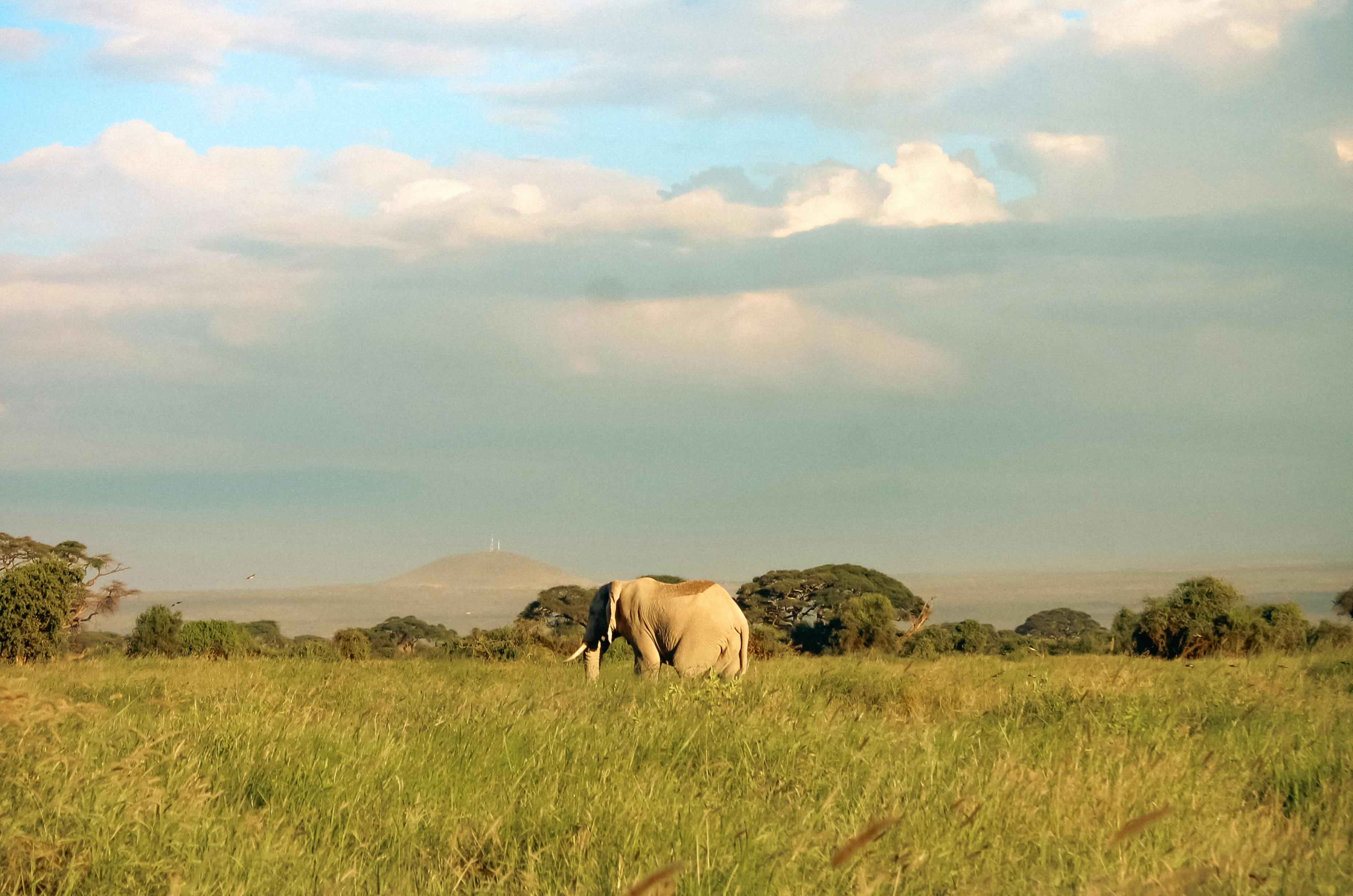 Top 10 Safari Parks in Kenya
