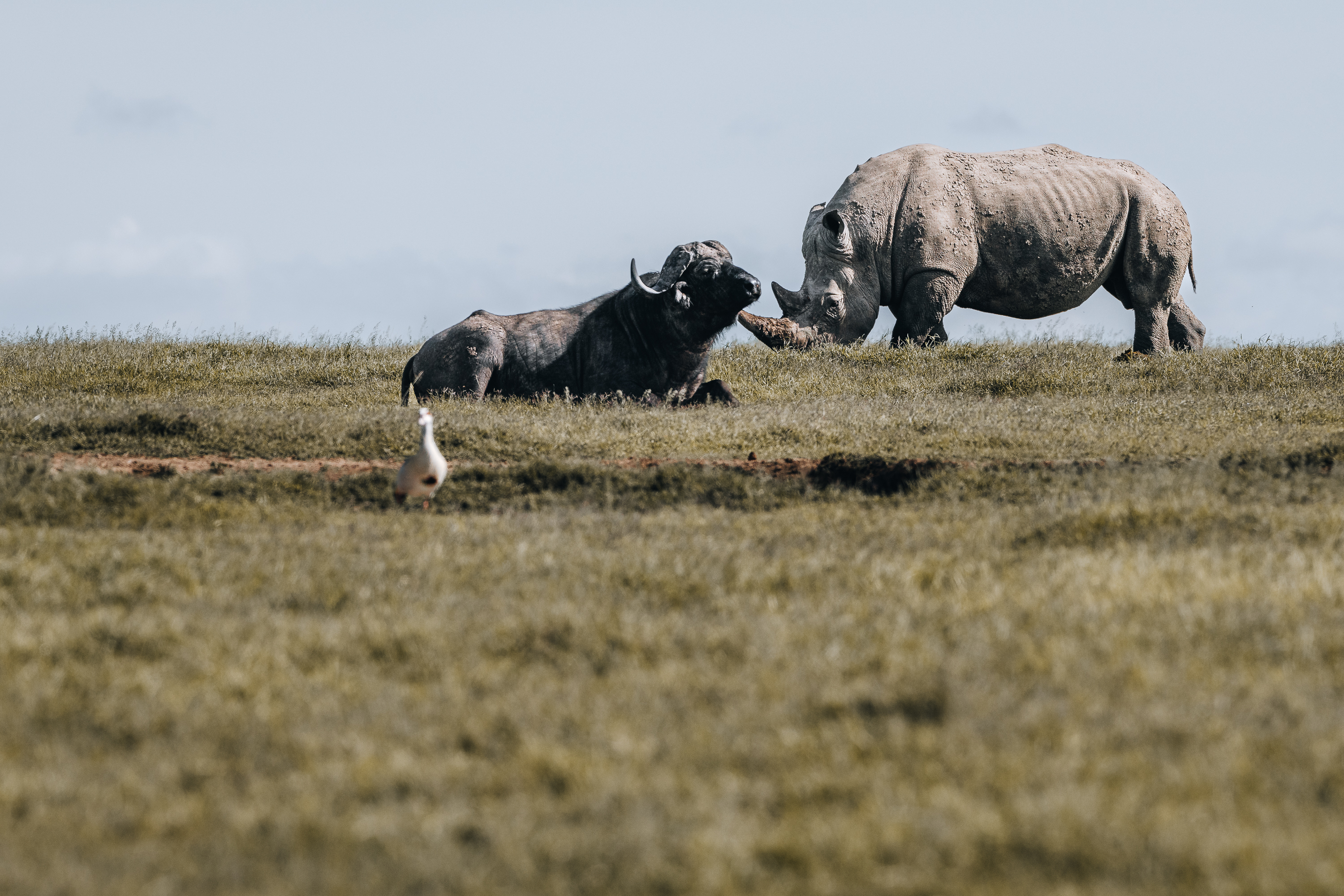 10 Days, Two Countries, One Safari You Won't Forget: A Complete Kenya–Tanzania Itinerary