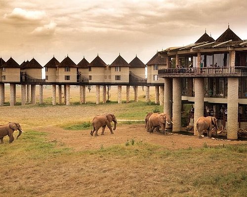 Mzima Springs and volcanic landscape in Tsavo West National Park