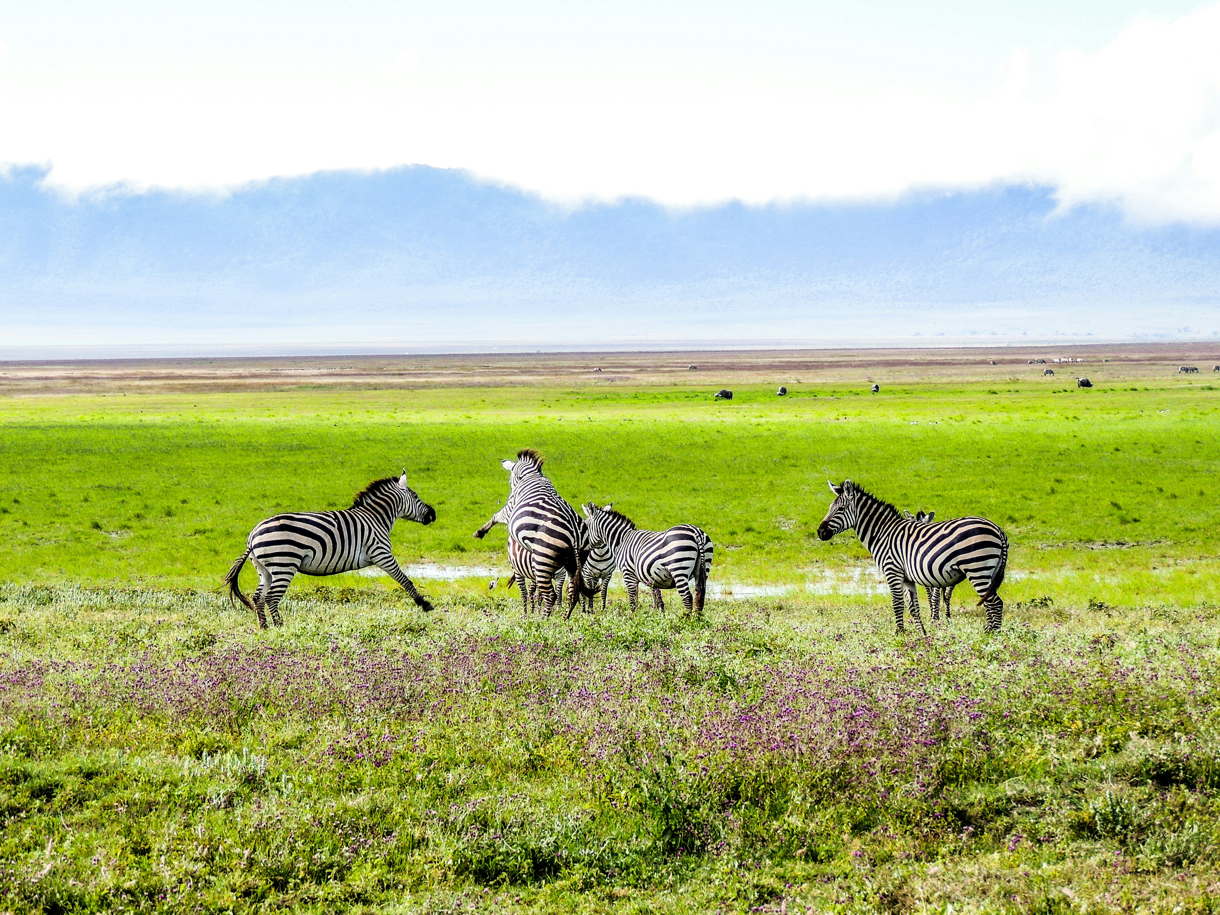 Black rhino and dense wildlife concentrations on the Ngorongoro Crater floor
