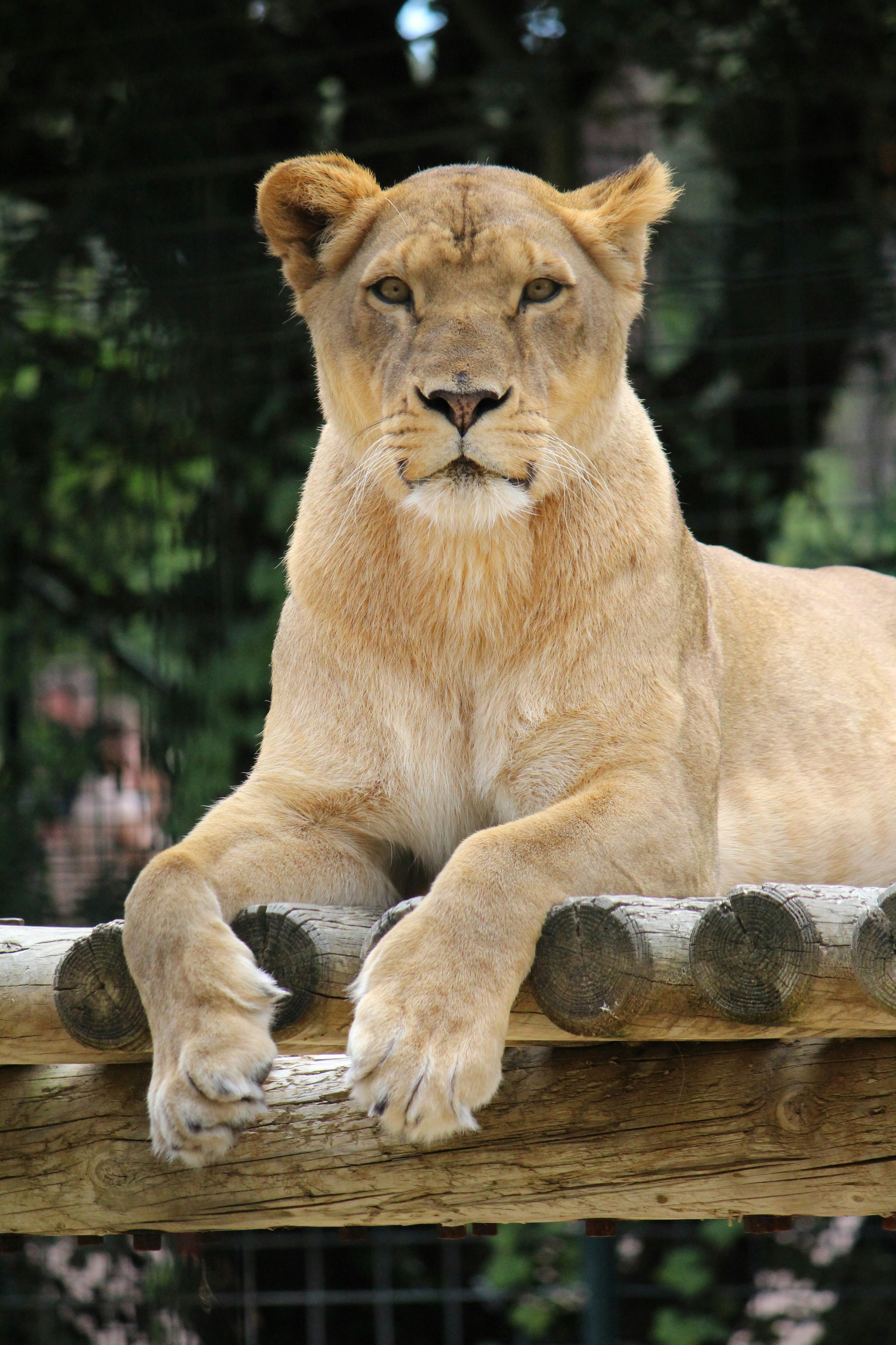 Resident lion, cheetah and leopard in the Seronera Valley