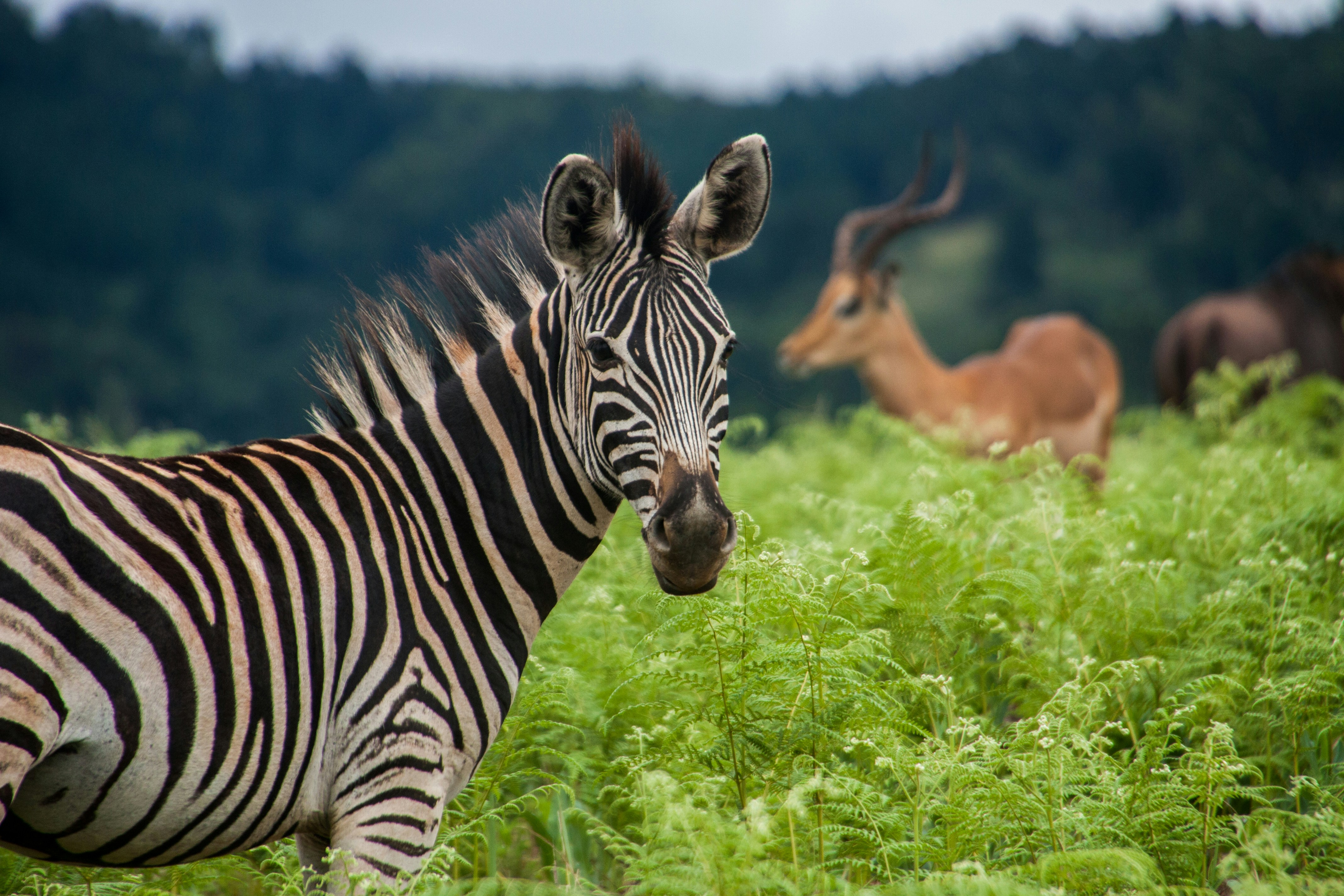 Wildlife on the Ngorongoro Crater floor, including lion prides and flamingo flocks