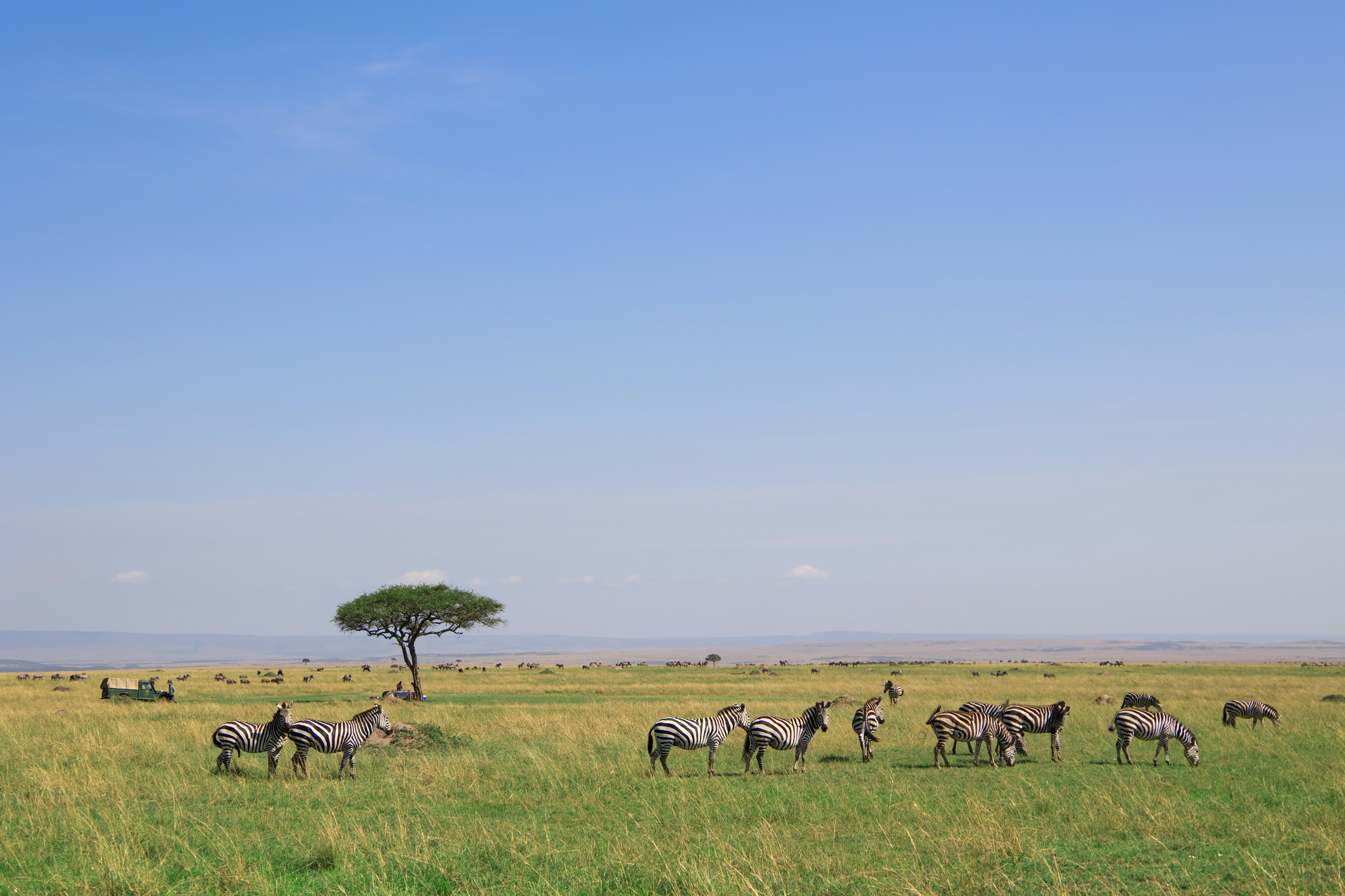 En-route game viewing through the Ngorongoro Conservation Area