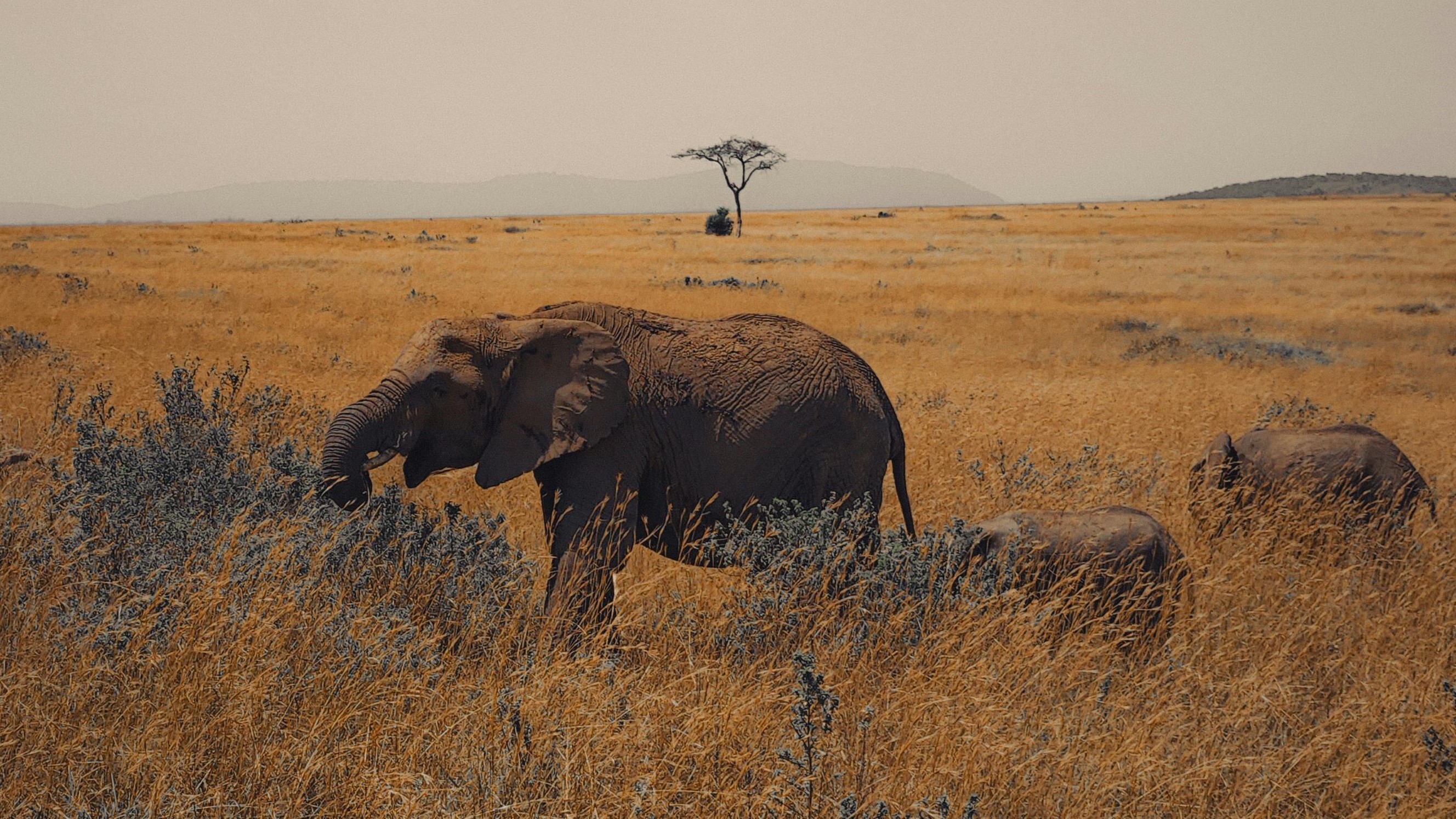 Elephant herd along the Tarangire River