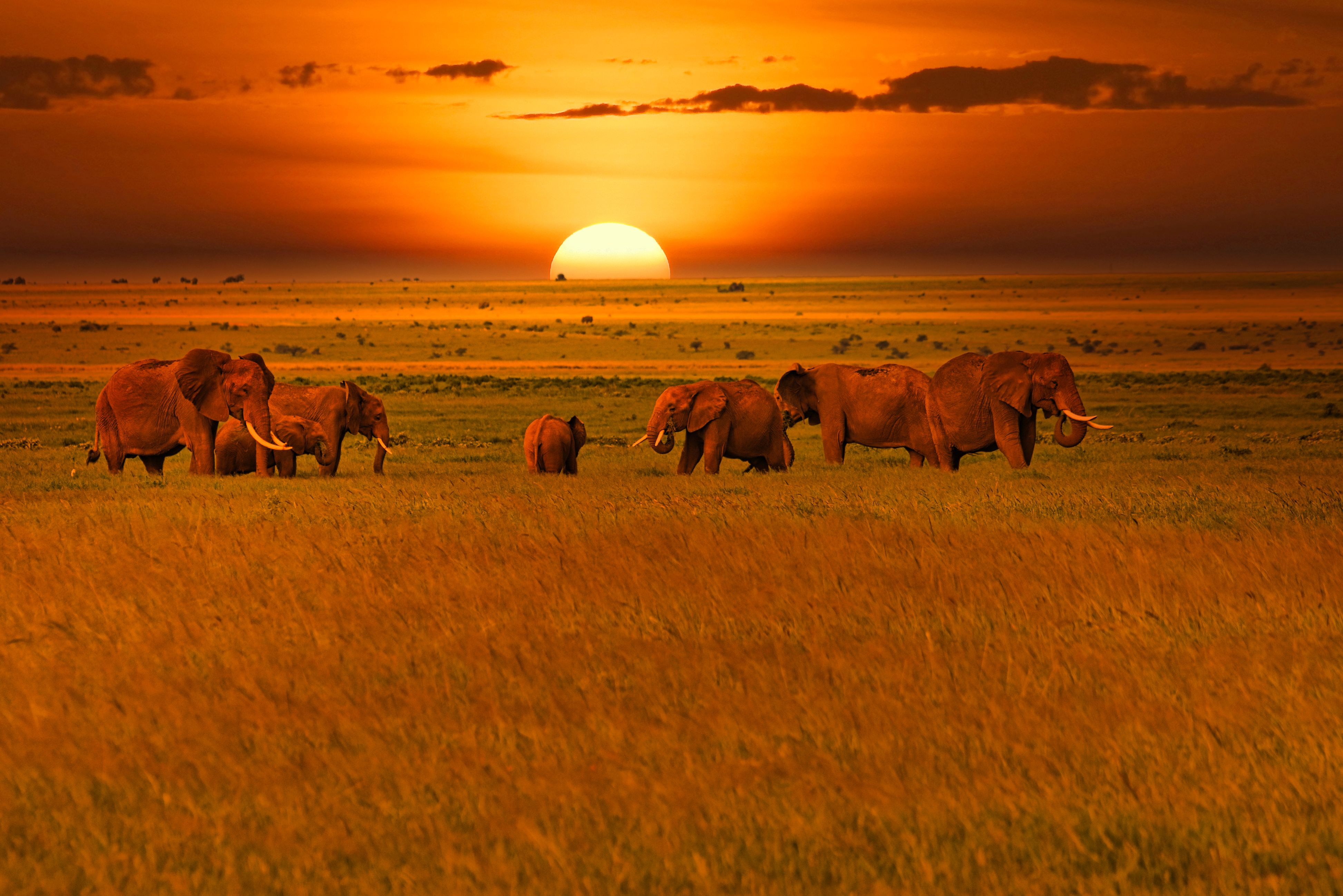 Morning game drive in Shimba Hills National Reserve