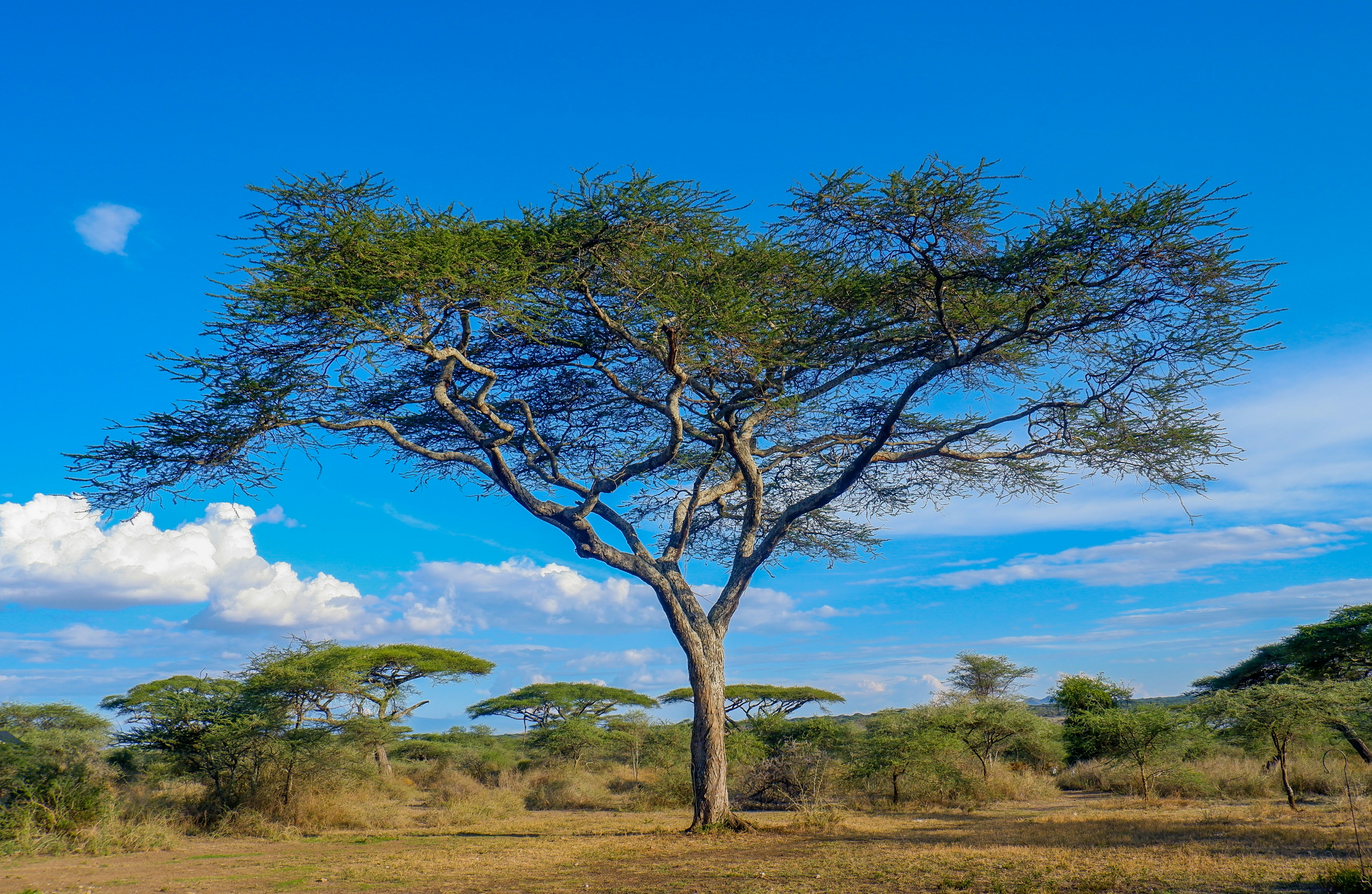 Black rhino and dense predator concentrations on the Ngorongoro Crater floor