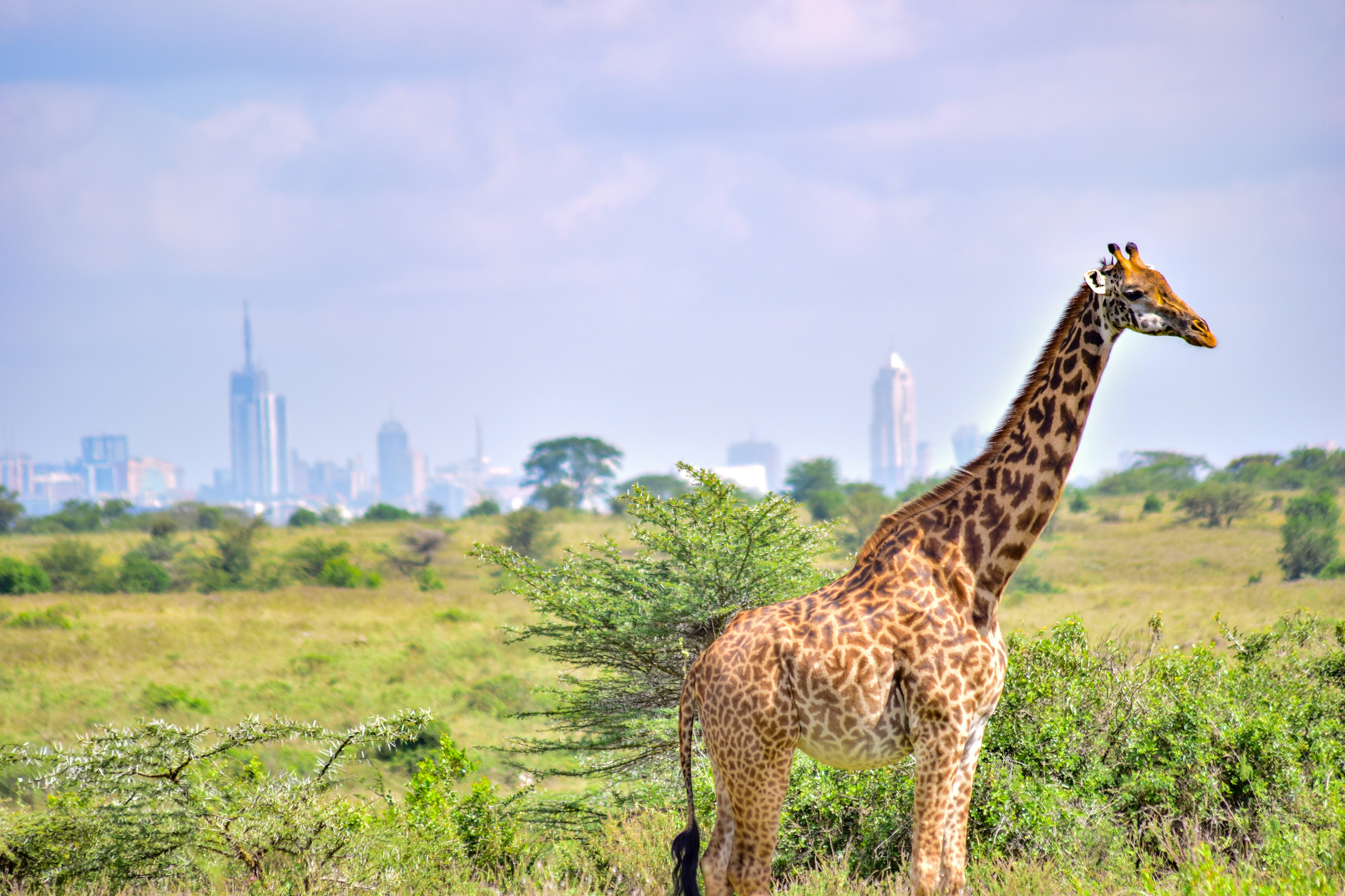 Full-day game drive in Amboseli with Mount Kilimanjaro views