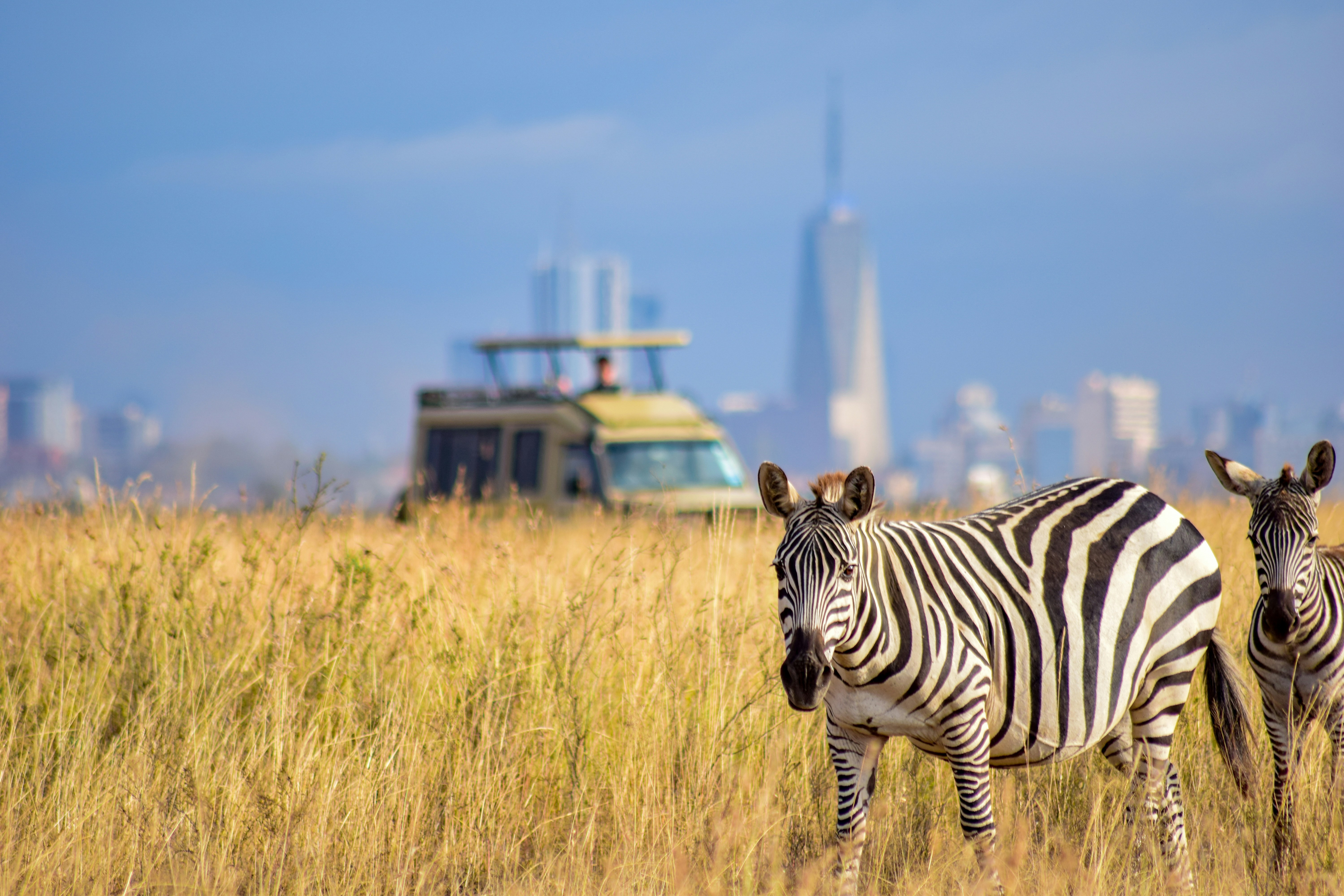 Giraffe Centre visit before departure from Nairobi
