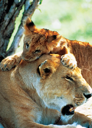 Afternoon game drive at Taita Hills Wildlife Sanctuary