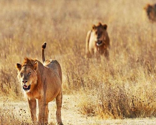 Afternoon game drive through Shimba Hills National Reserve
