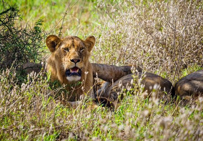 Afternoon game drive with lions in Tsavo East National Park