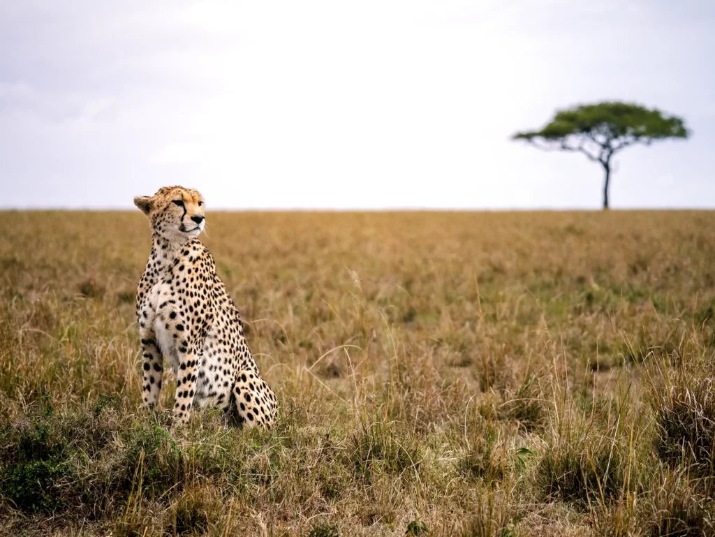 Full-day game drive across the Masai Mara
