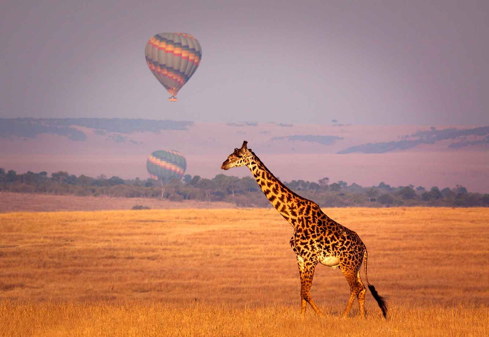 Second full day of game drives across the Masai Mara plains