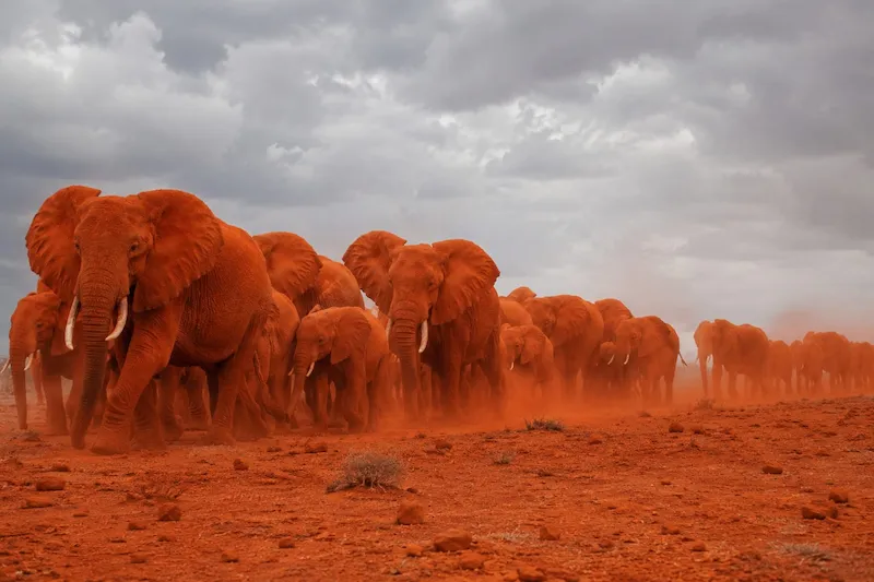 Red-dusted elephants walking across the plains of Tsavo East National Park