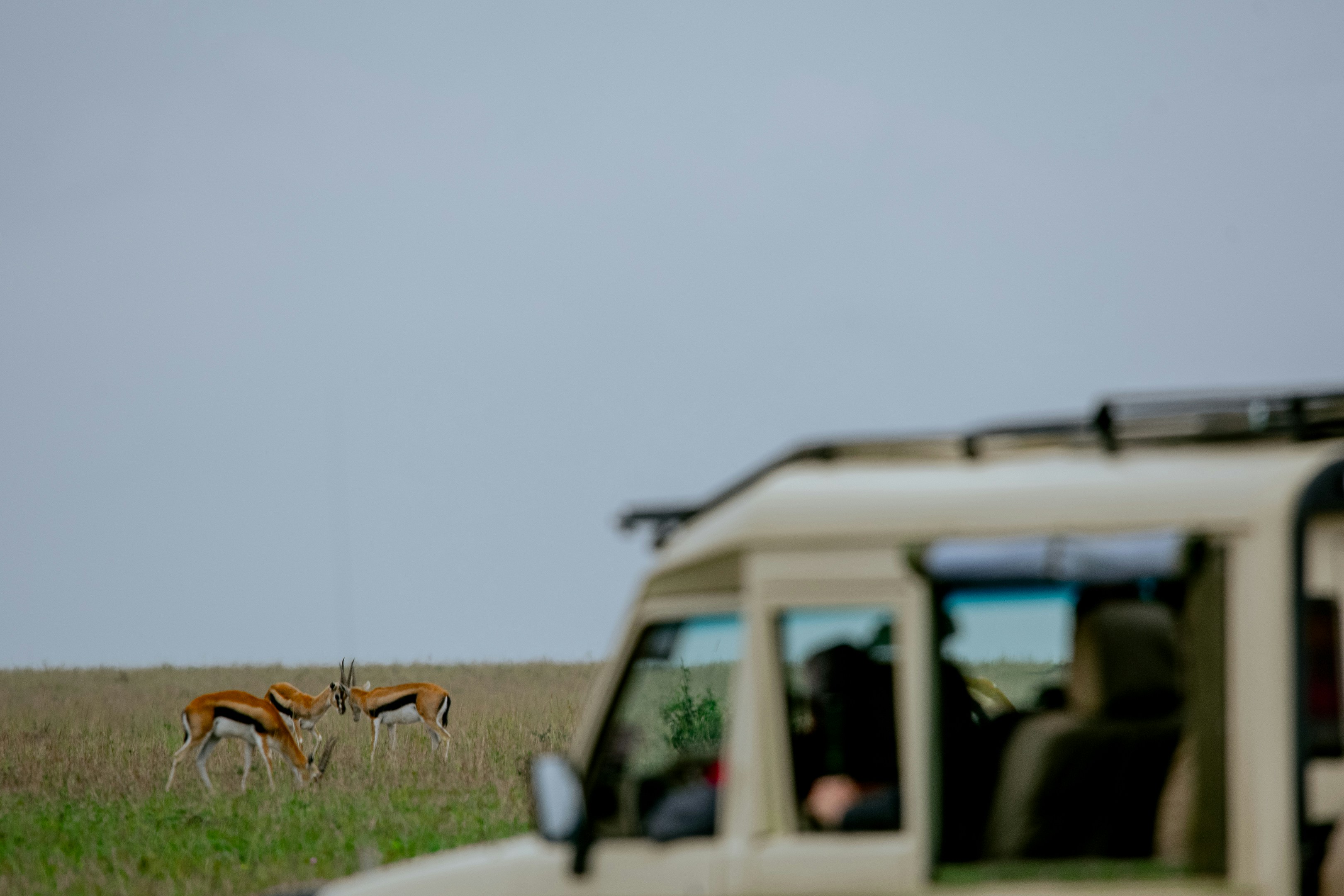 Game drive across the Seronera Valley in the Central Serengeti