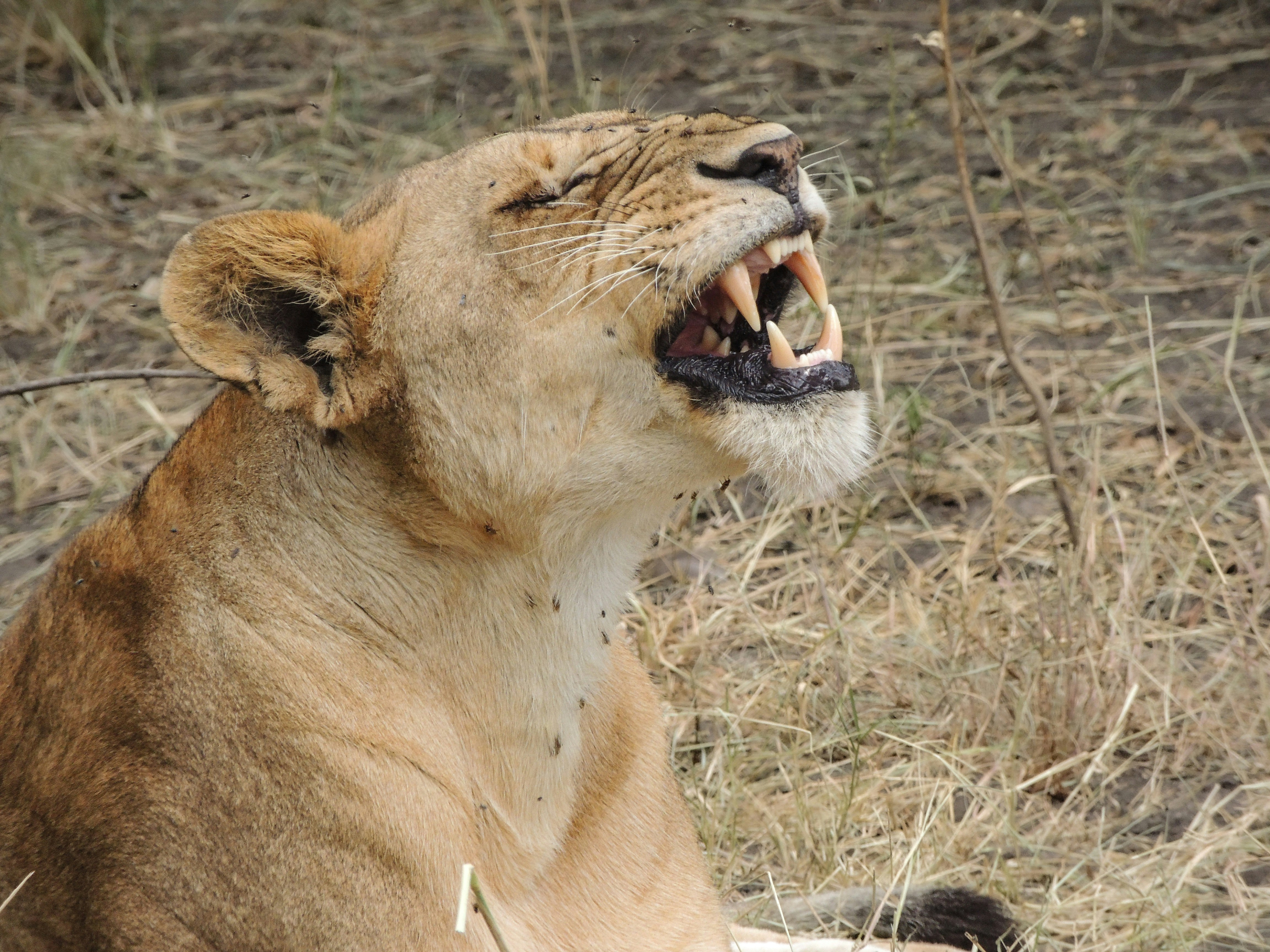 Lion prides and cheetah on the open plains of the Seronera Valley
