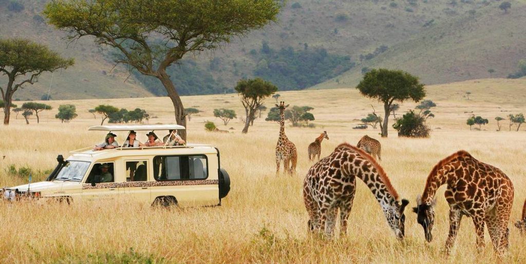 Half-day game drive on the Ngorongoro Crater floor