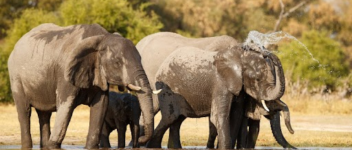Sustainable Safari Adventures: Explore Eco-Friendly Options That Support Conservation Efforts in Kenya