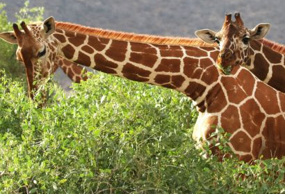 Capturing the Majesty of Tsavo East Photography Tips for Your Safari Adventure