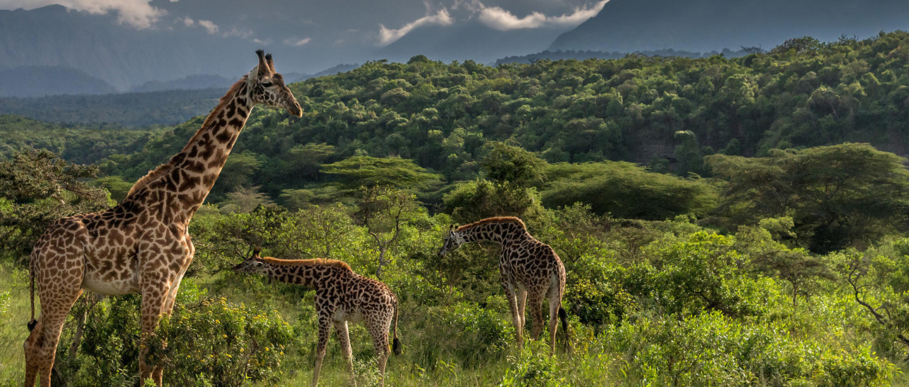 Explore the Ultimate Safari Adventure Top 10 Must Tanzania Safari Travel Destinations