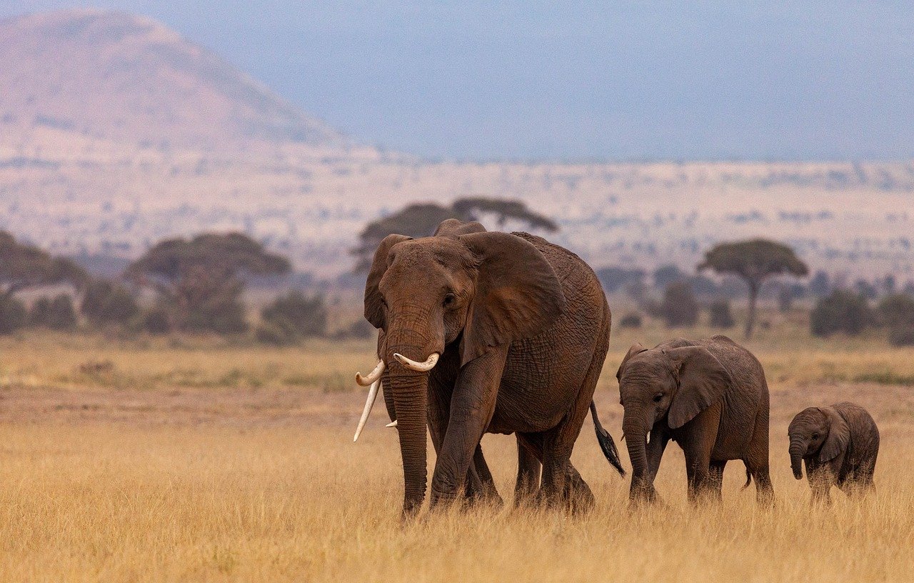 The Best Time to Visit Kenya for a Safari; A month-by-month Guide