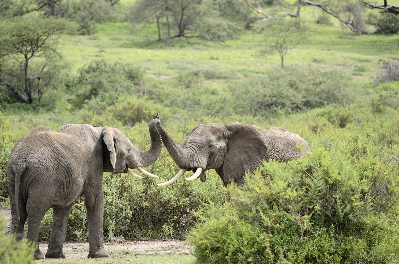 A Guide to Eco-Friendly Safaris in Kenya: Sustainable Travel Tips
