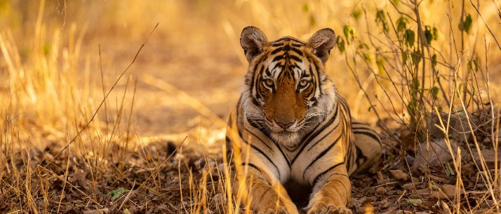 The Best Kenyan Safaris for Seeing Big Cats