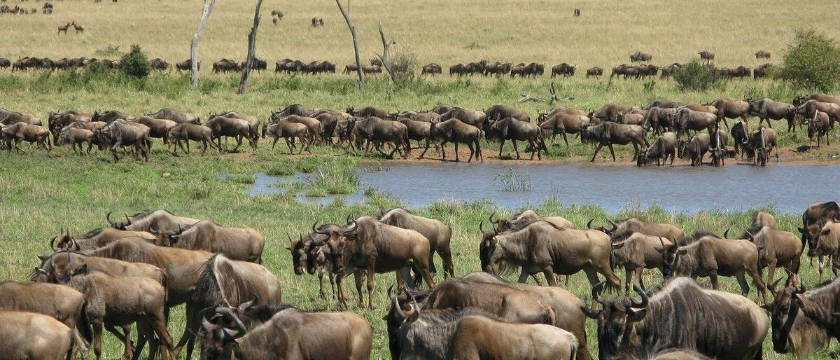 Kenya and Tanzania Safari Combo: Experience the Great Migration and More