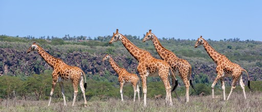 The Ultimate Guide to Capturing Stunning Safari Photos in Kenya: Tips for Amateurs and Pros
