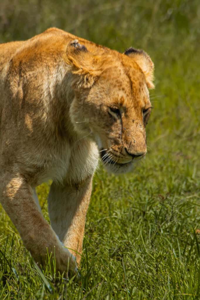 Lion on hunt
