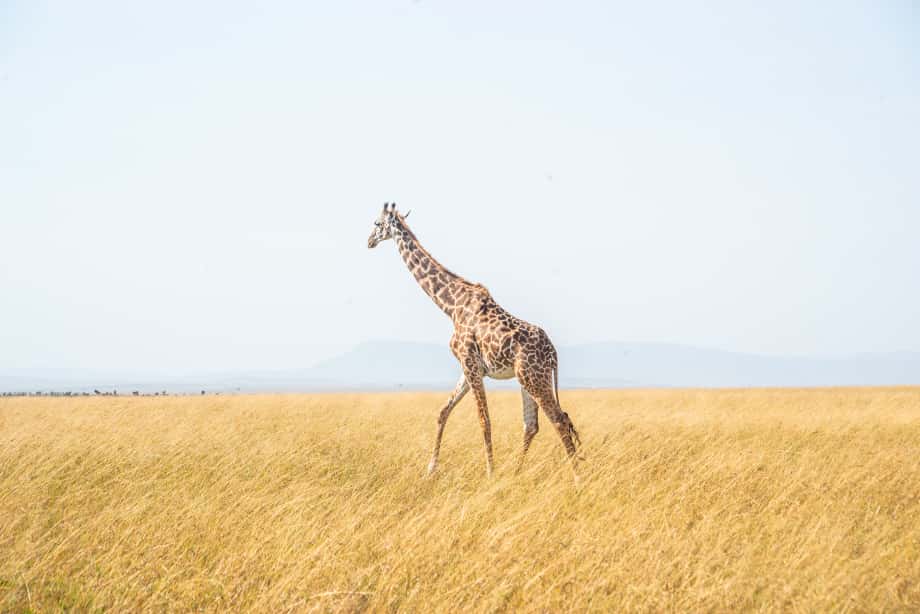Why Samburu Wildlife Reserve Should Be on Your Safari Bucket List
