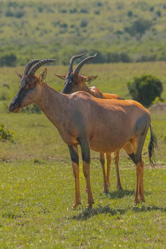 topi