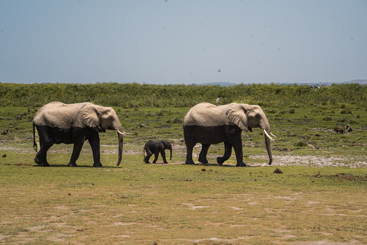 Crafting Your Perfect Safari Experience: A Comprehensive Guide to Budget and Luxury Packages in Kenya