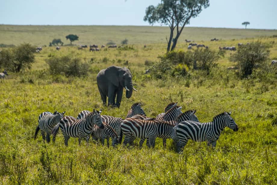 Zebra in African savannah