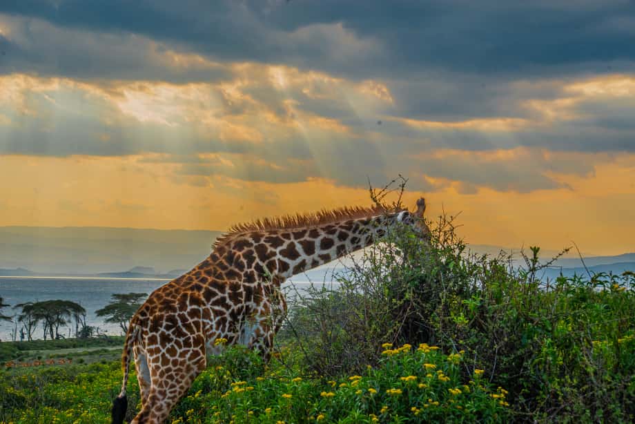 giraffe