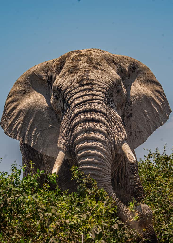 elephant