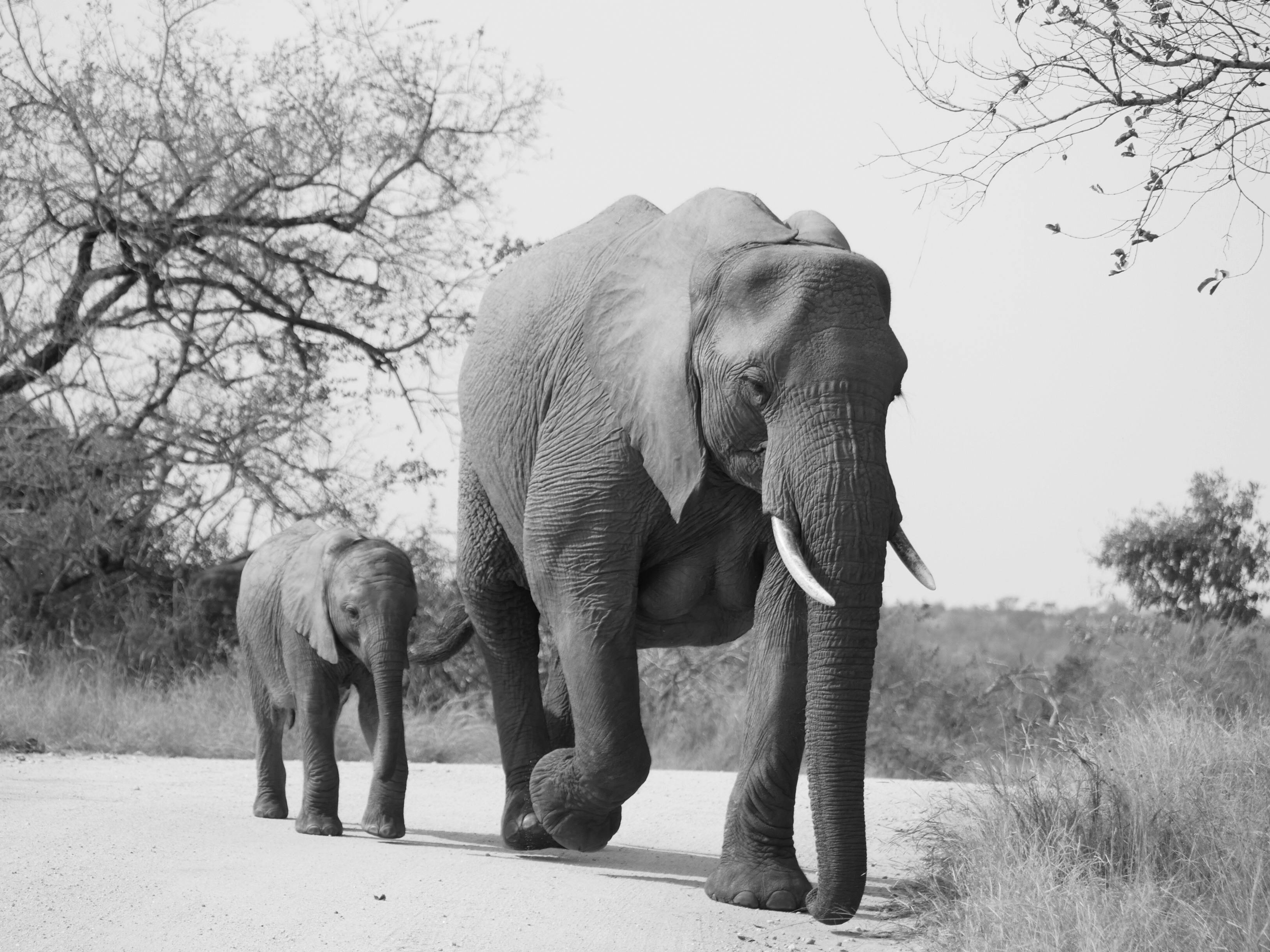 Planning a Luxury Kenya Safari: Costs, Best Time & Top Destinations