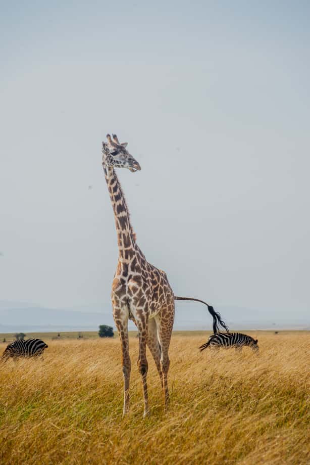 Kenya Safari: Complete Travel Guide to Africa's Premier Wildlife Destination