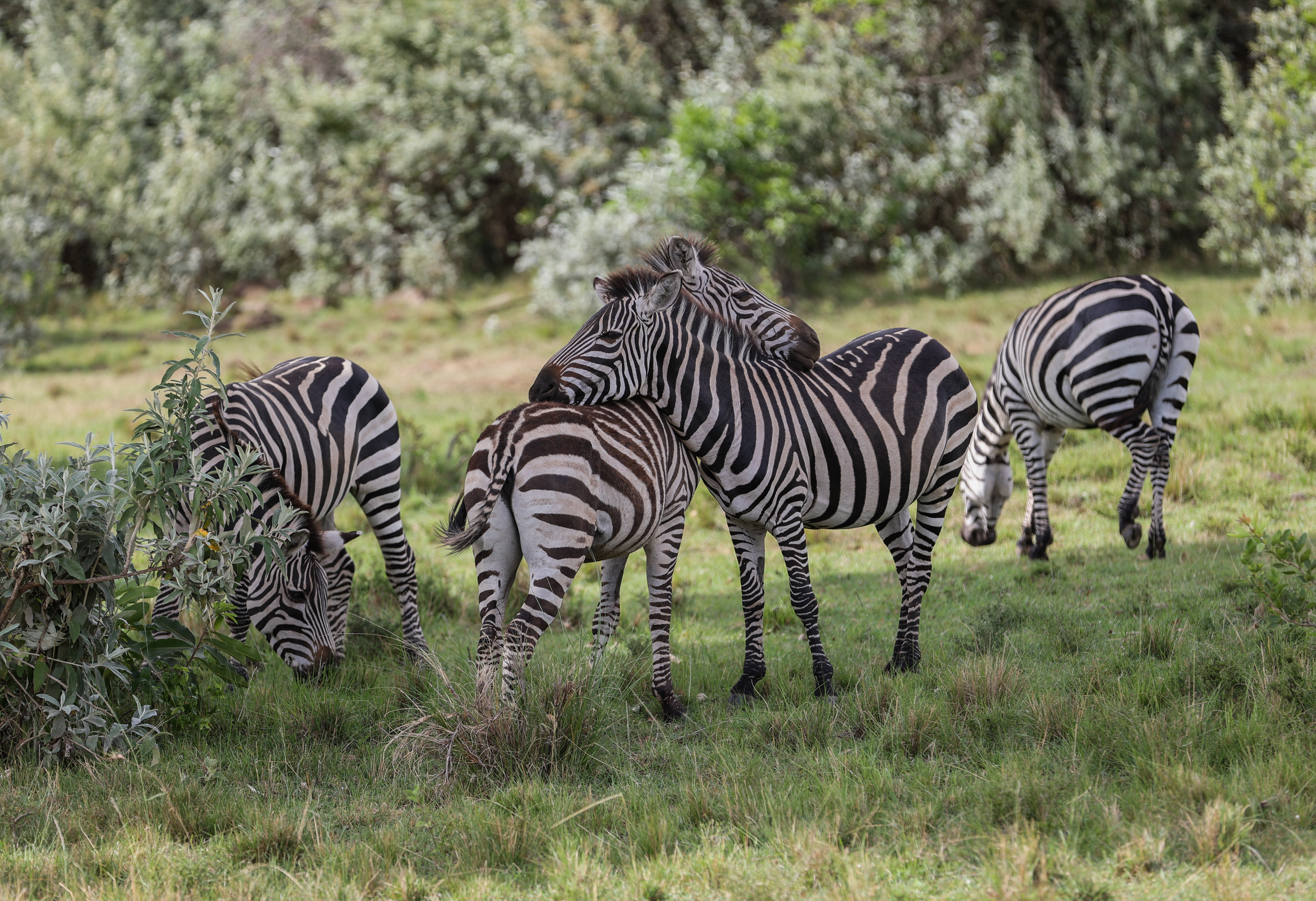 Discover the Best Kenya Safari Tours from Nairobi