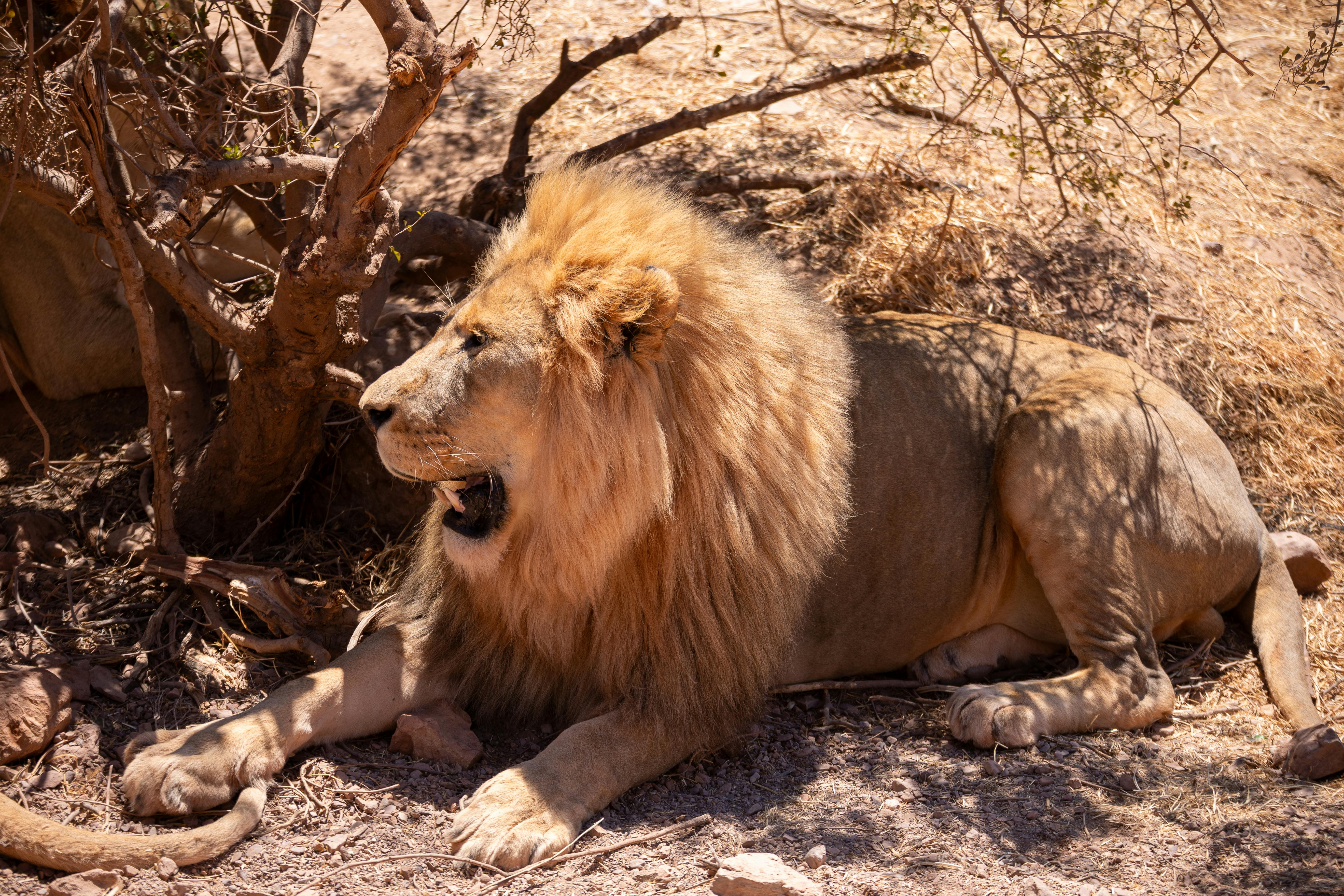 Samburu National Reserve