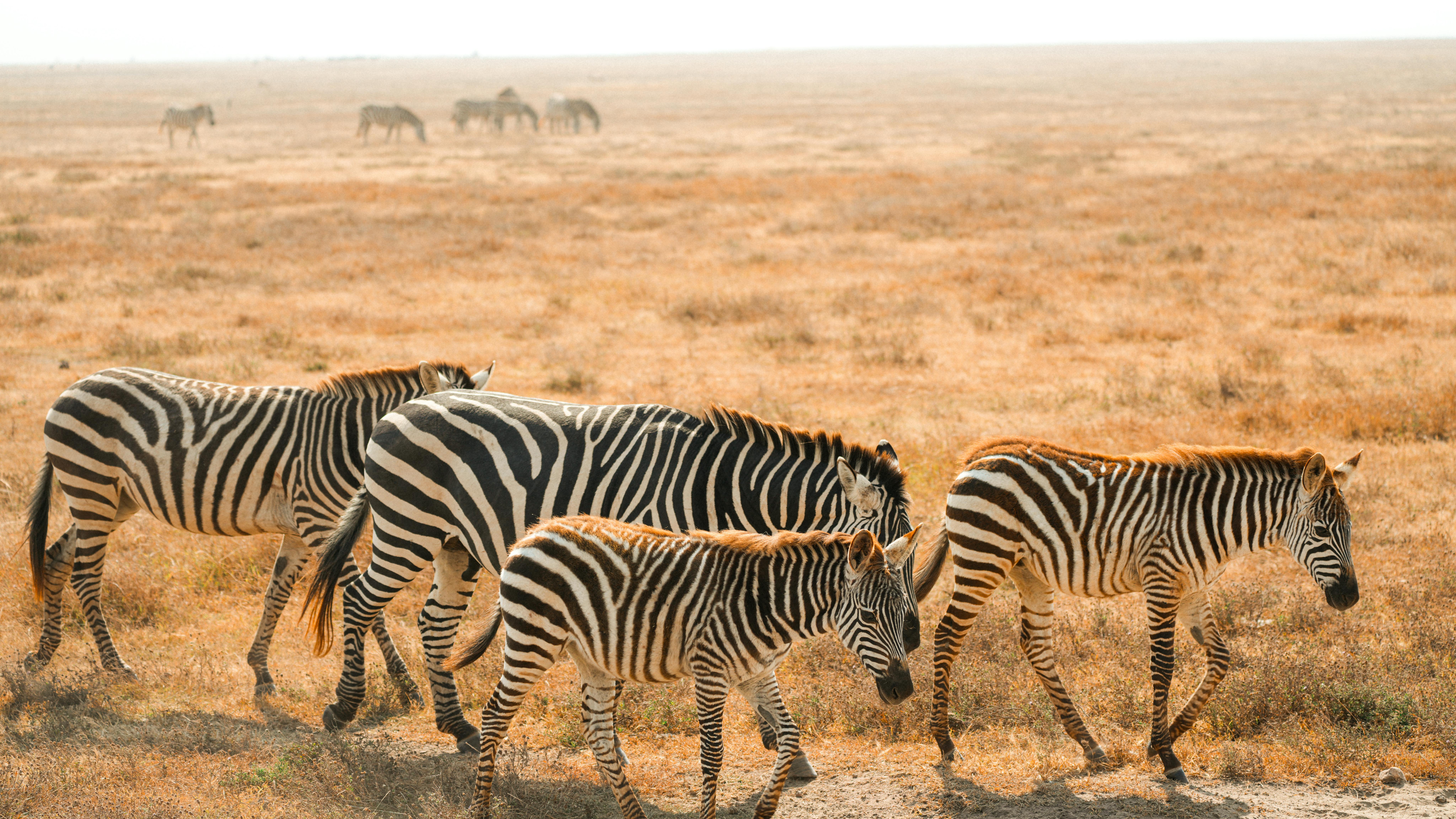 Majestic Zebras Grazing in Serengeti National Park