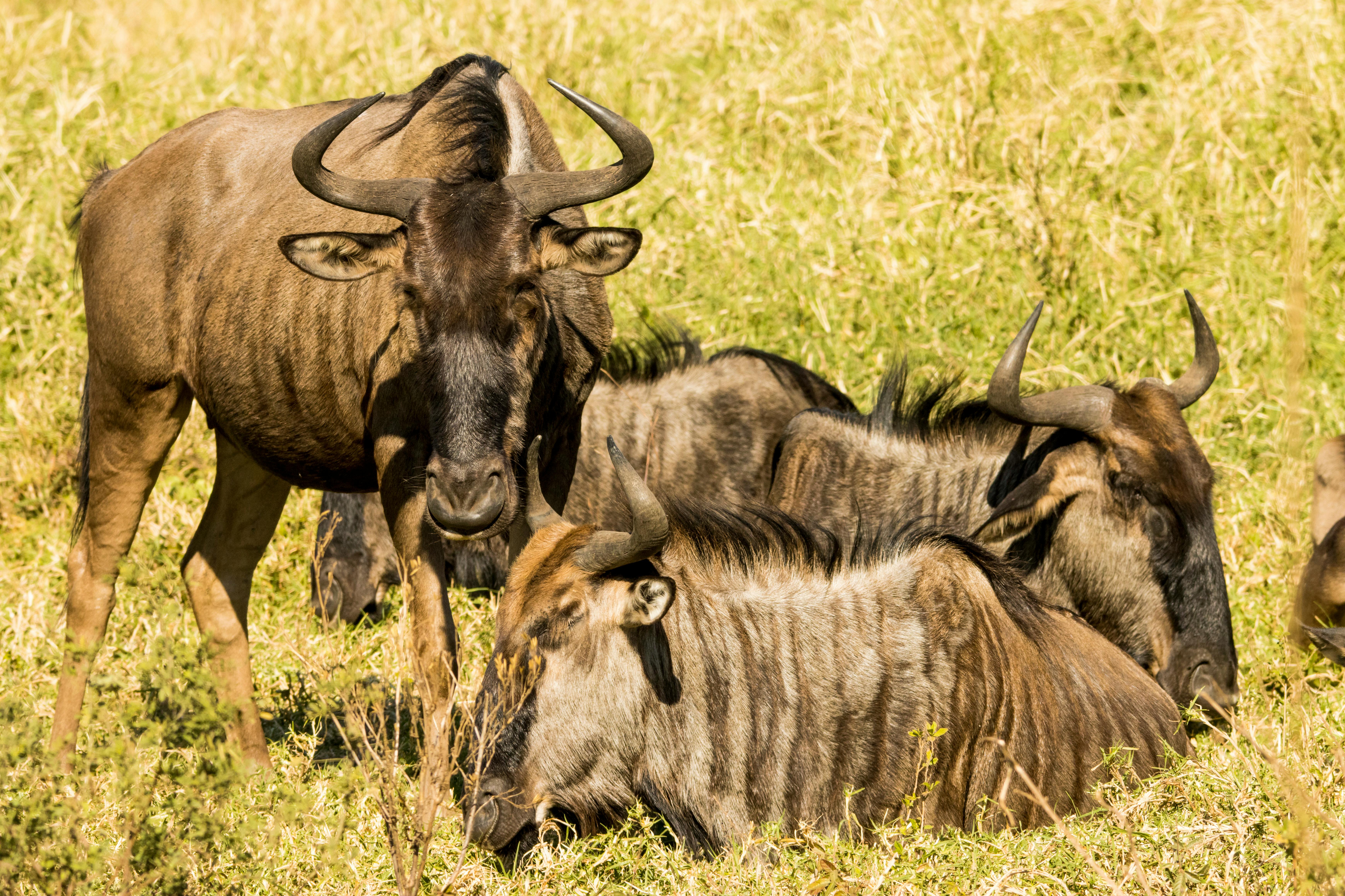 Herd of Wildebeest Resting in African Plains
