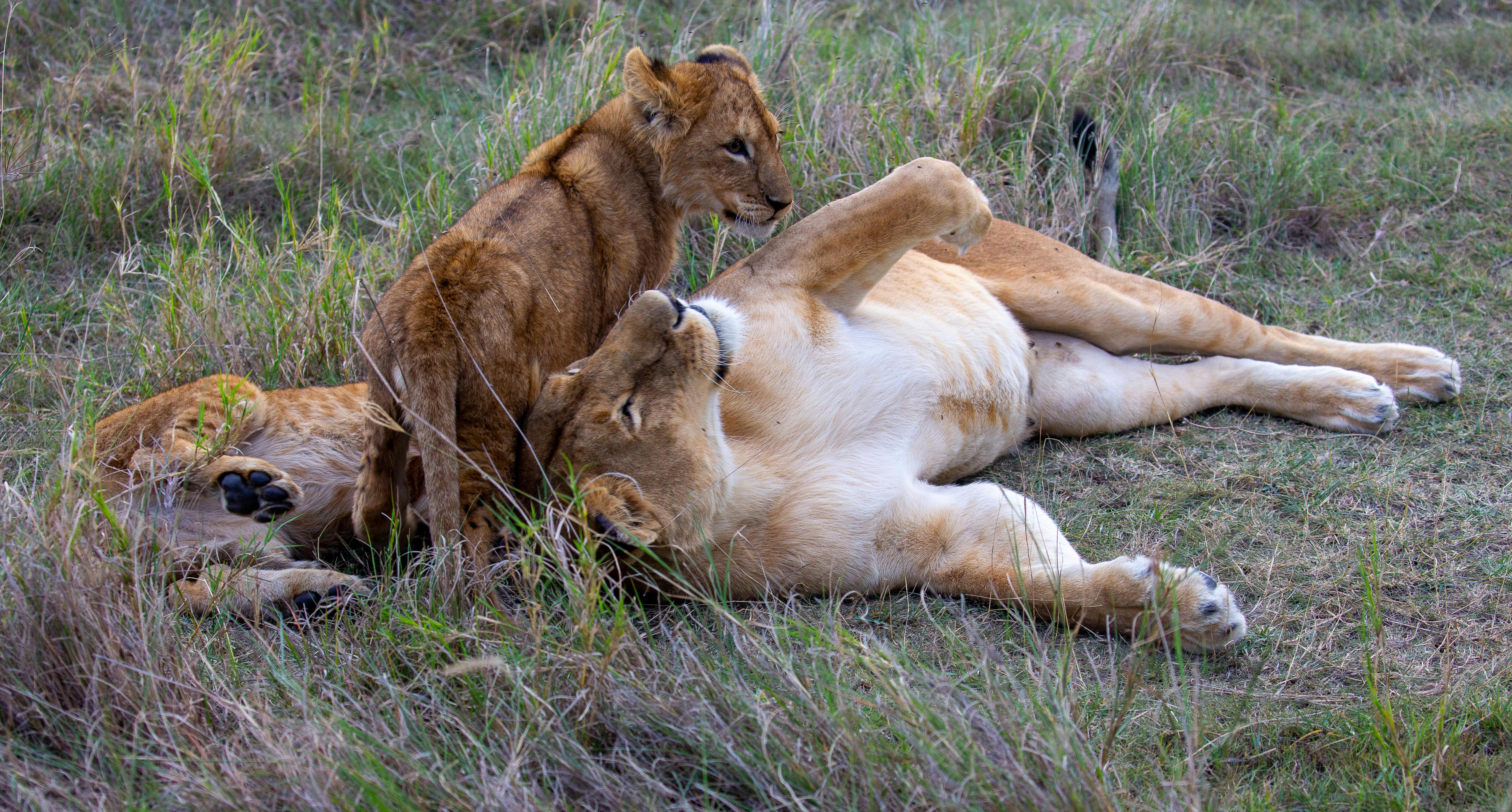 Lions Lying Down and Playing